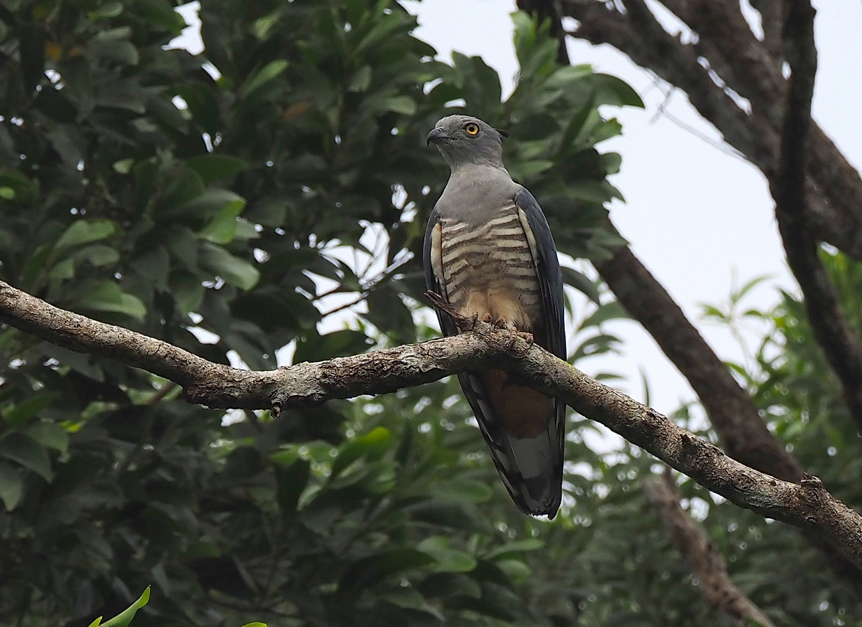image Pacific Baza